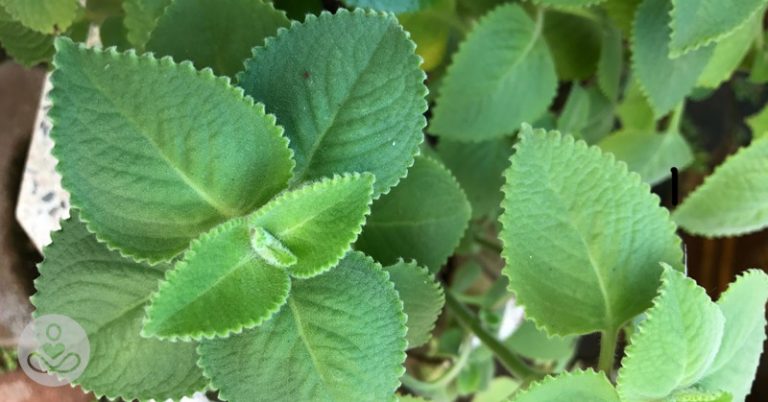 Cuban Oregano: Potential Uses, Benefits, Recipes, And More - Featured image
