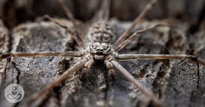 How Brown Recluse Spiders Turned One Woman's Trip Away Into A Hospital Stay June25_Part03_03(Site)_Bitten-By-Spider