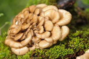 Eating More of a Specific Kind of Mushroom May Boost Memory, Scientists Find Maitake-Mushrooms
