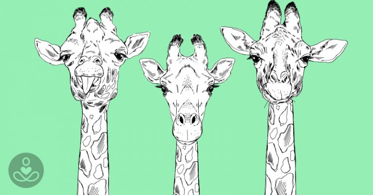 Video: Rare White Giraffes with Leucism Spotted in First Ever Footage - Featured image