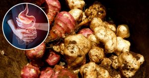 chicory root and illustration of GI tract passing through someone. Prebiotic and probiotic benefit concept