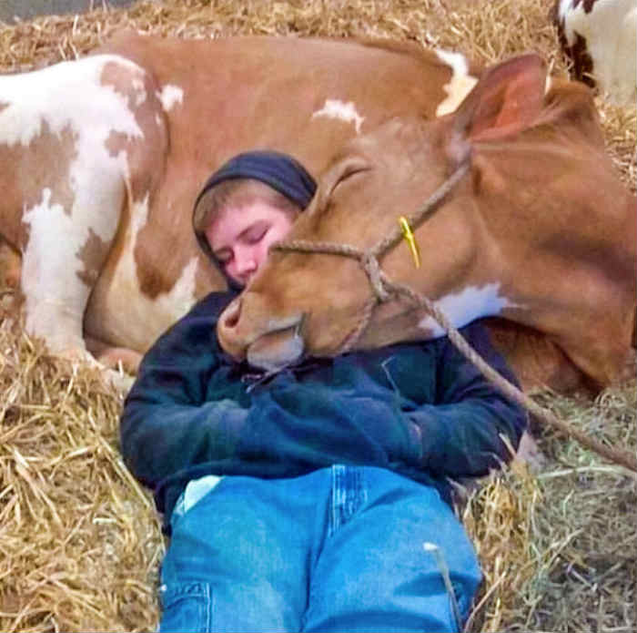 “Our cow wasn’t feeling well last night. So my son went outside to spend time with her. I woke up in the morning and found this:”