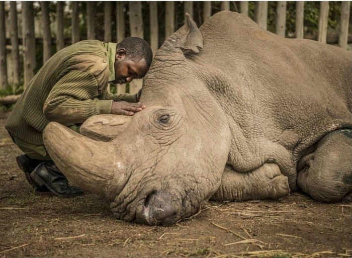 The last minutes of life of the world’s last male northern white rhino