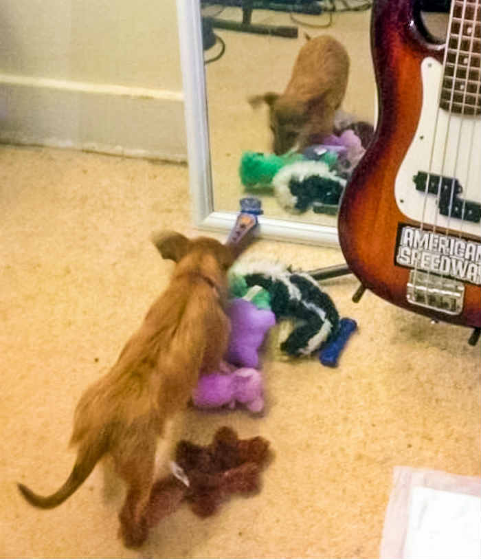 dog with toys