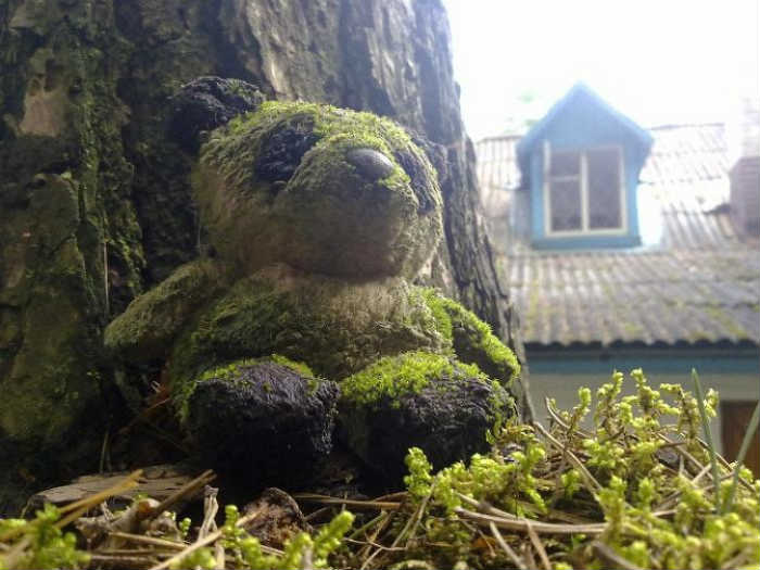 moss covered teddy bear
