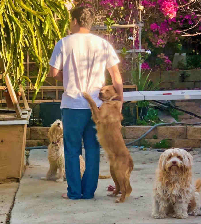 A dog hugging its owner