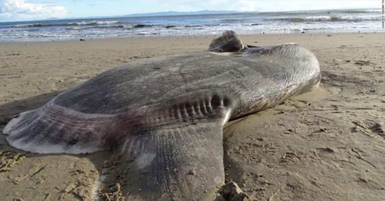 A huge, strange-looking fish washed up on a California beach. Scientists say it’s a first - Featured image