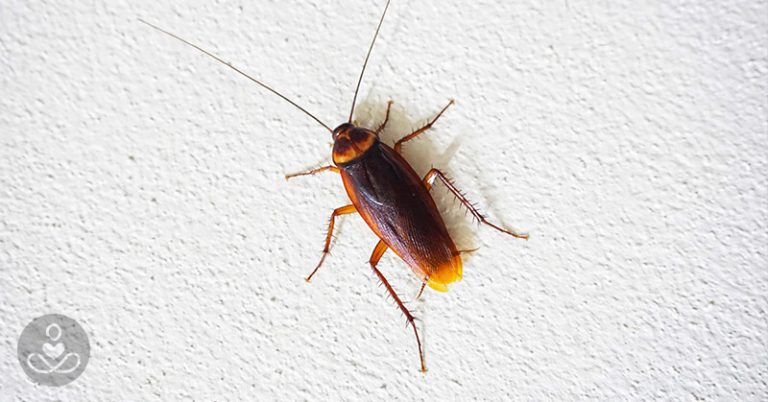 As Icky as It Sounds, Cockroach Milk Is a Thing and it’s Apparently Three Times More Nutritious than Dairy Milk - Featured image