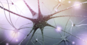 nerve cells