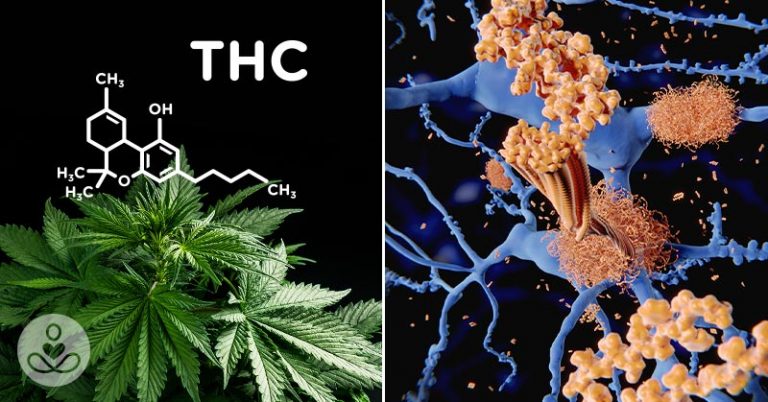 Effects of THC on Damaging Alzheimer’s Proteins - Featured image