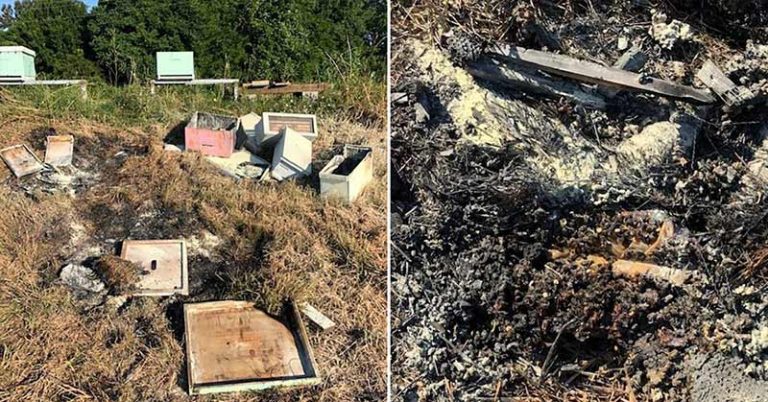 Beehives in Texas Attacked, Set On Fire, Killing Half a Million Bees, Officials Say - Featured image