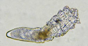 face-mites