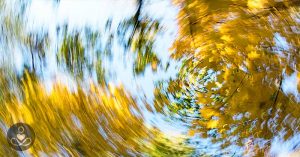 BPPV: Why Loose Ear Crystals Make You Dizzy and How to Fix Them trees-spinning