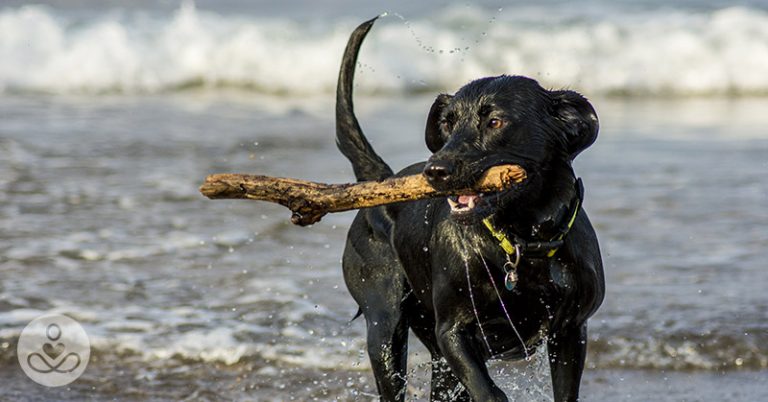 Keep Your Dogs Away From The Tempting Ocean This Summer. Saltwater Could Be Lethal To Them - Featured image