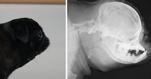 Top vets urge dog lovers to stop buying pugs and bulldogs pugs-bulldogs