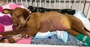 Xylitol: A Deadly Danger to Dogs dog-IV