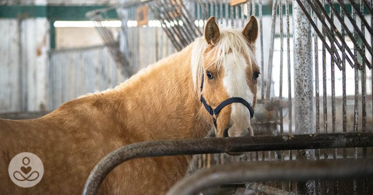This Meat Trade Is Killing Horses By the Thousands, and No One Is talking About It - Featured image