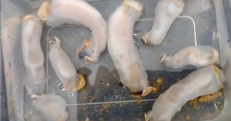 Eats Rocks, Poops out Sand: Meet the New Species of Shipworms - Featured image