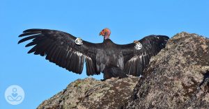 Once Nearly Dead As The Dodo, California Condor Comeback Reaches 1,000 Chicks condor with wings spread wide open