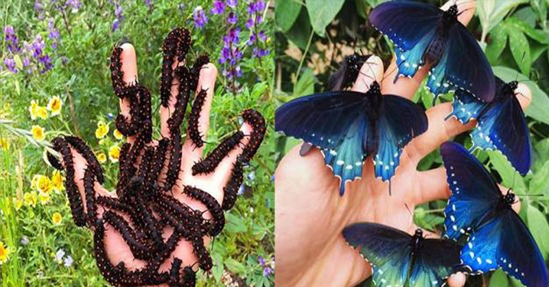 hand holding caterpillars and blue butterflies
