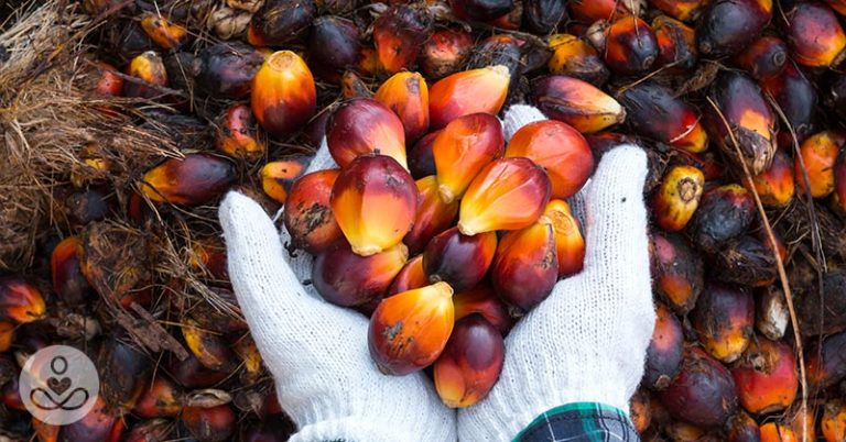 Do You Know All the Hidden Names of Palm Oil? - Featured image