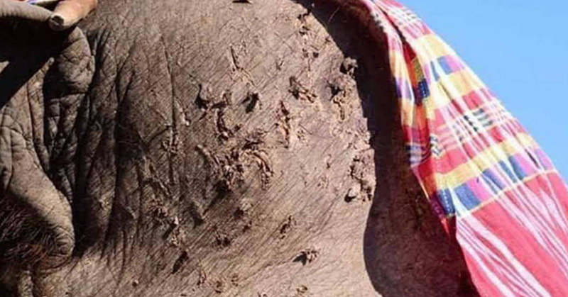 closeup of elephant with skin poked by pick axe