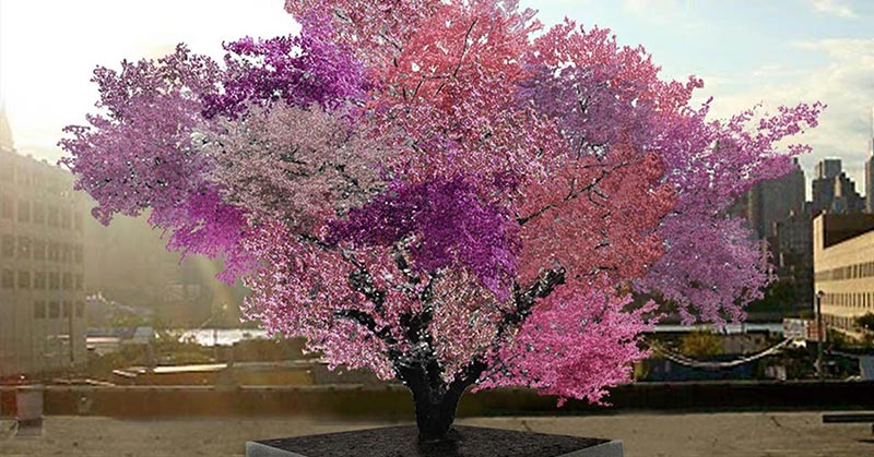 tree with 40 fruits