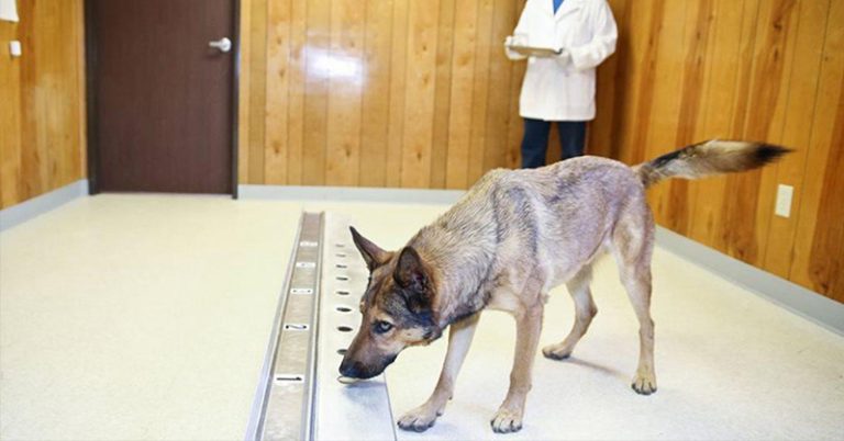 Another Reason to Love Your Dog – They Can Sniff Out Cancer! - Featured image