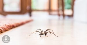 What You Should Do When You Find a Spider in Your Home spider crawling on the floor