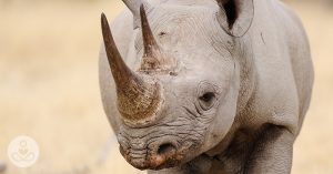 rhino