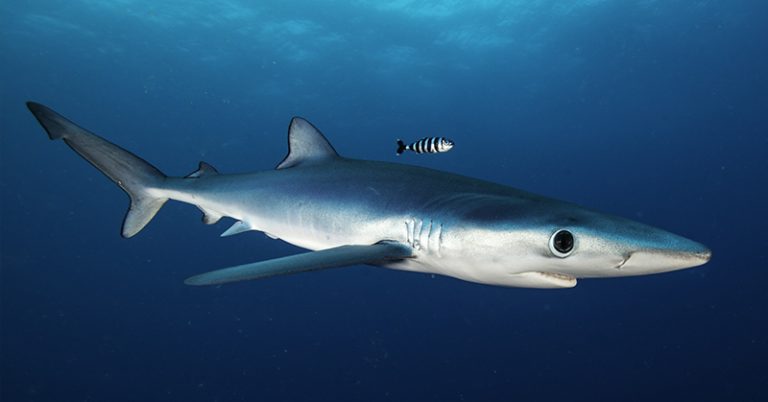 Blue Shark Horrifically Served at Seafood Festival - Featured image