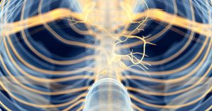 vagus nerve