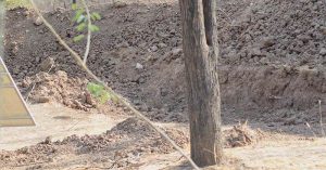 find the missing panther
