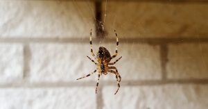 Amazing DIY Hack To Help Keep Spiders Out Of The House spider dangling from thread