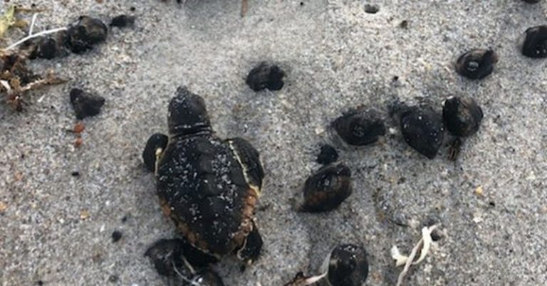 Baby Sea Turtles Found Burnt To Death on Florida Beach - Featured image
