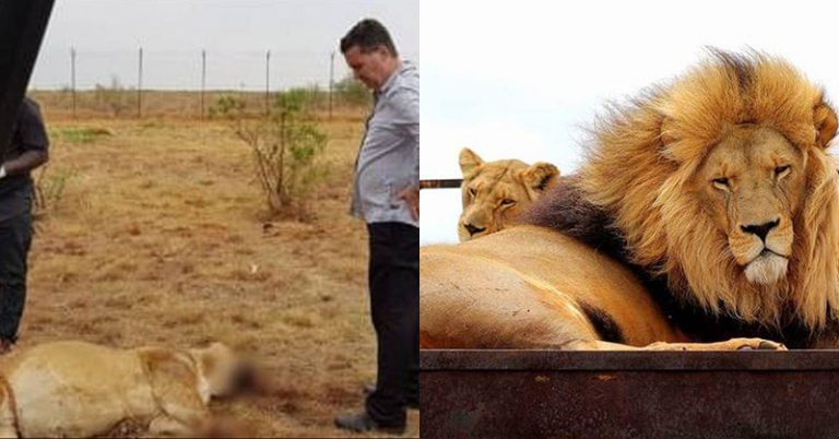 Lions Found Mutilated By Poachers For ‘Magic Potions’ - Featured image