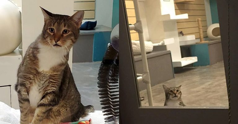 This Shelter Cat Got Solitary Confinement For Helping Other Cats Escape - Featured image