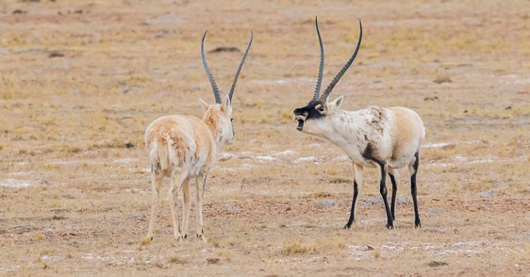 Rare Antelopes Are Being Killed To Make $20,000 Scarves - Featured image