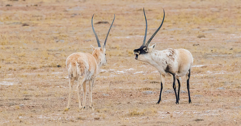 antelopes killed for shahtoosh scarf