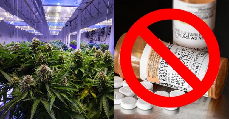 Cannabis Might Help Curb Chronic Pain, Reducing the Need for Opioids - Featured image