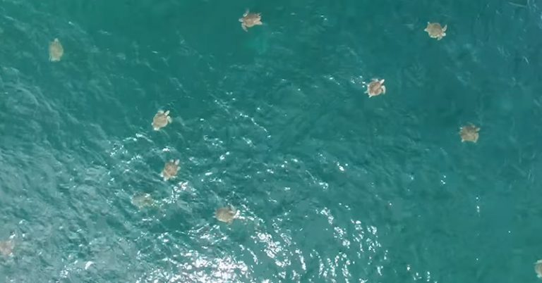 Drone captures the largest swarm of sea turtles ever filmed - Featured image