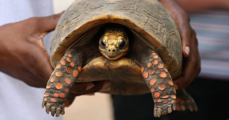 30 Years Later, This Brazilian Family Cleaned Out Their Storage Room and Found Their Long-Lost Pet Tortoise - Featured image