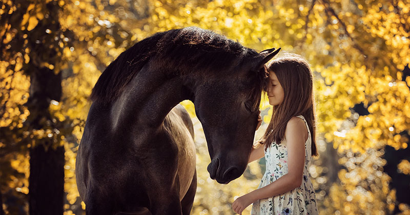 horses can sense emotions