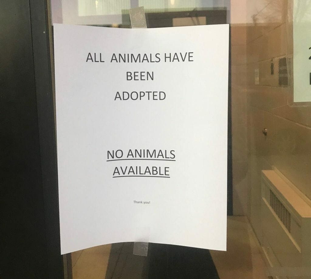 Every Animal in the Minneapolis Care Shelter Was Adopted For the Holidays - Featured image