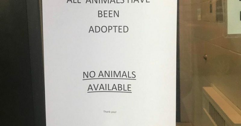 all animals adopted at shelter