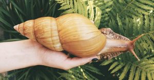 People Are Buying Giant Snails the Size of Small Dogs As Pets. Giant African Land snails the size of small dogs