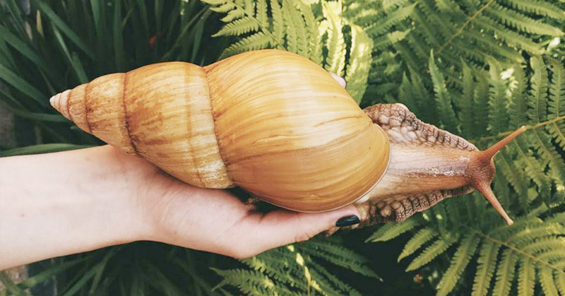 Giant African Land snails the size of small dogs
