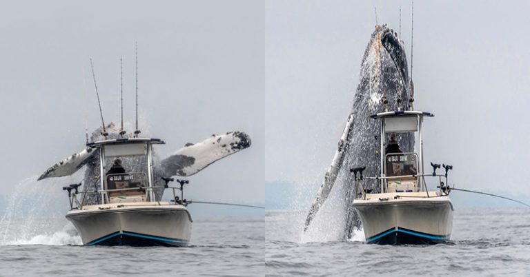 Enormous Humpback Whale Filmed Jumping Next To A Fishing Boat - Featured image