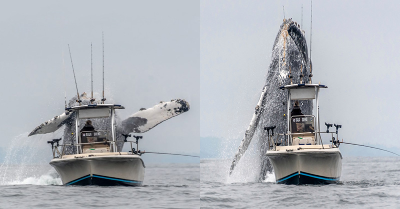 humpback whale breaching jumping over fishing boat