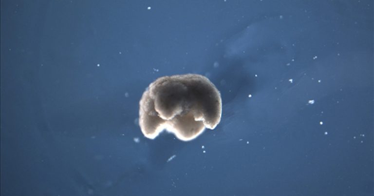 Scientists Create First “Living Robots” Made Entirely Of Living Cells - Featured image